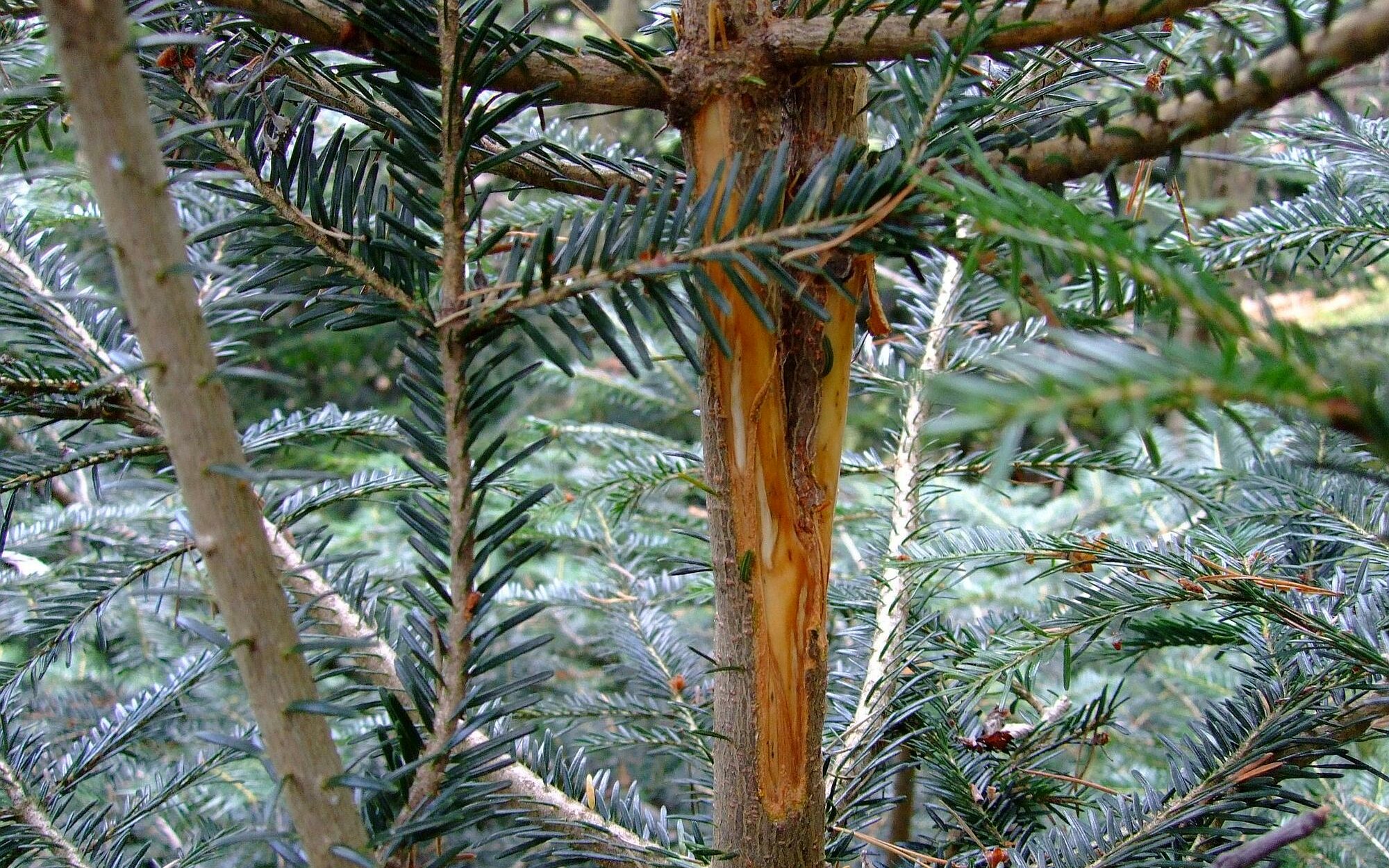 Chevreuil : frottis de marque de territoire sur petit sapin