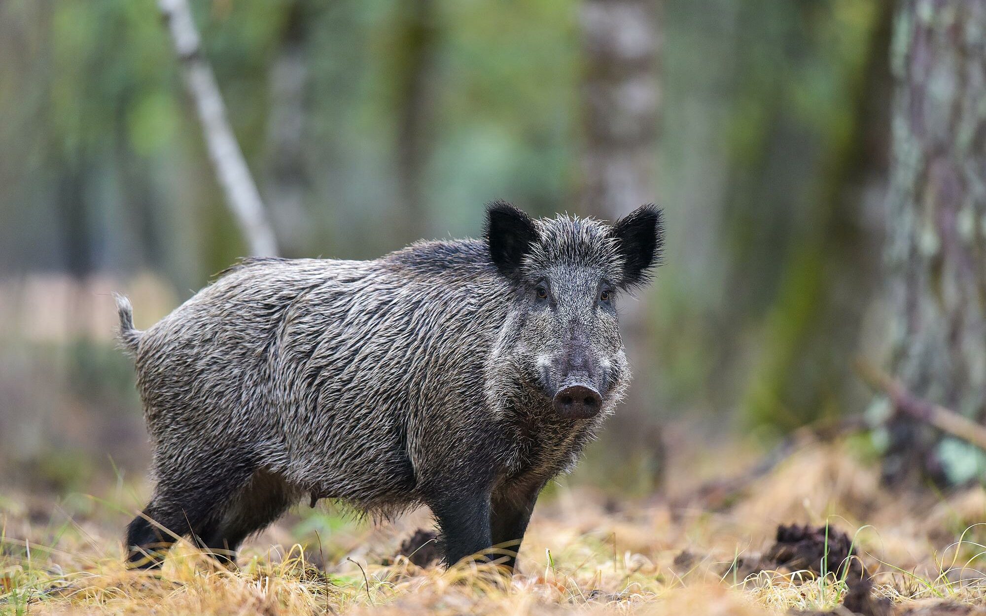 Sanglier