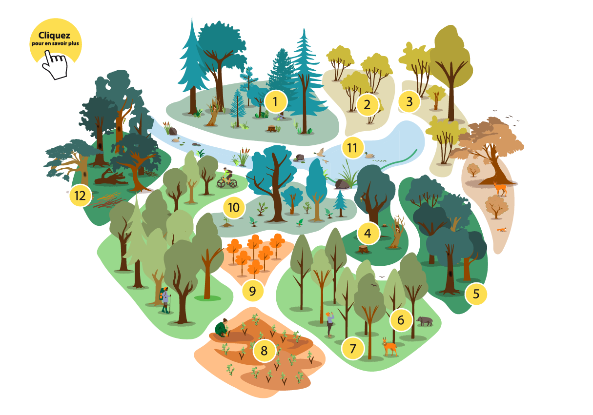 La forêt mosaique