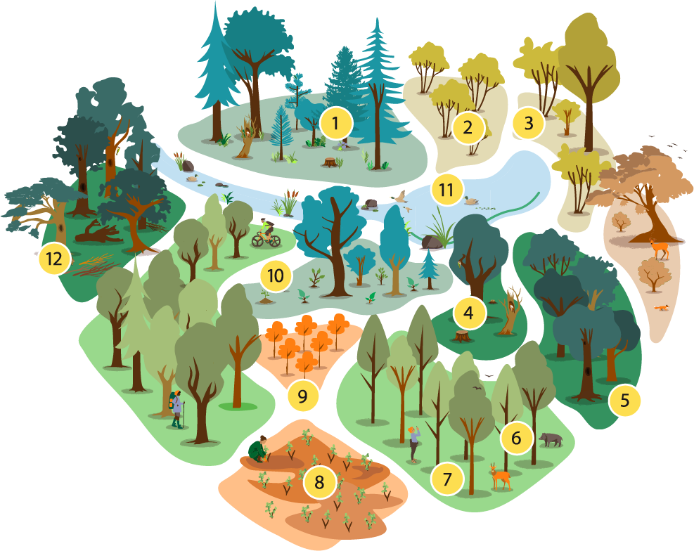 La forêt mosaique