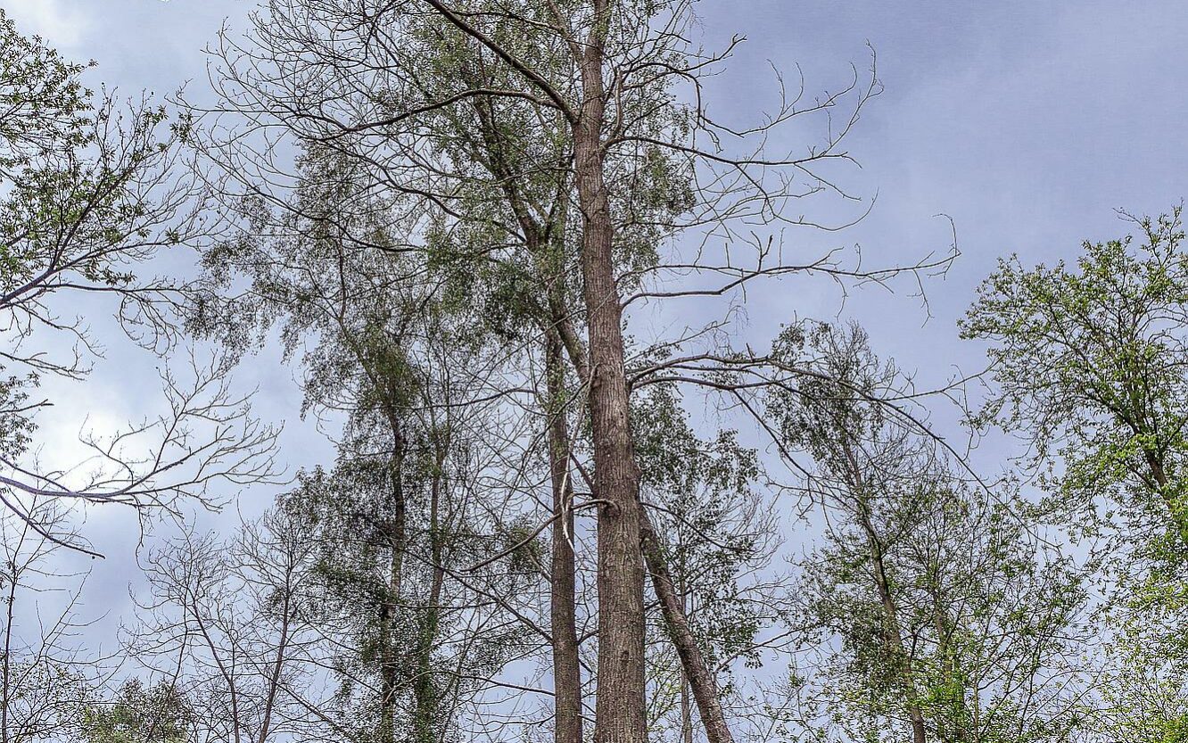 Châtaigniers atteints par la maladie de l’encre