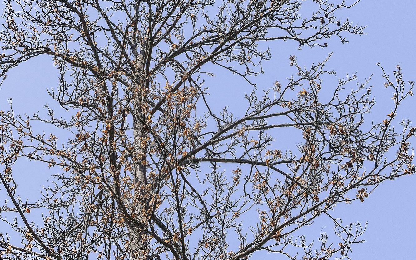 Châtaigniers atteints par la maladie de l’encre